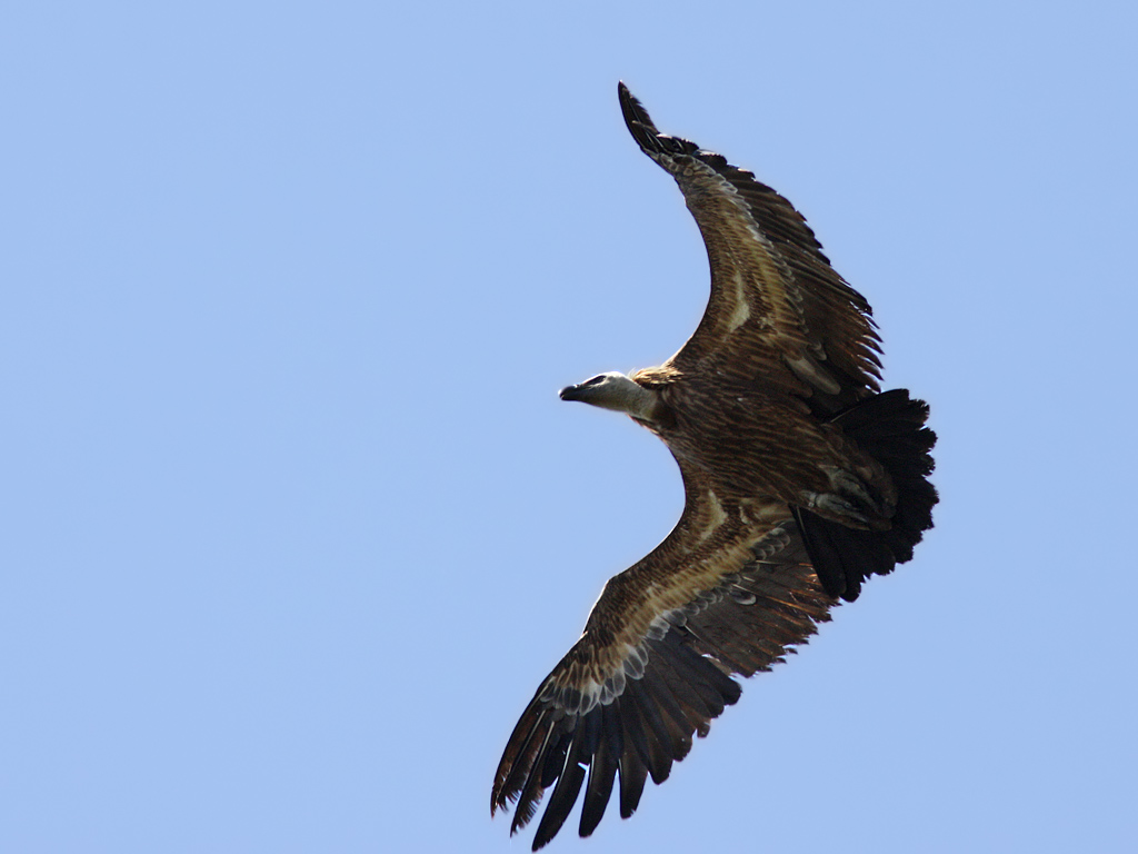 Gsgam - Griffon Vulture (Gyps fulvus)