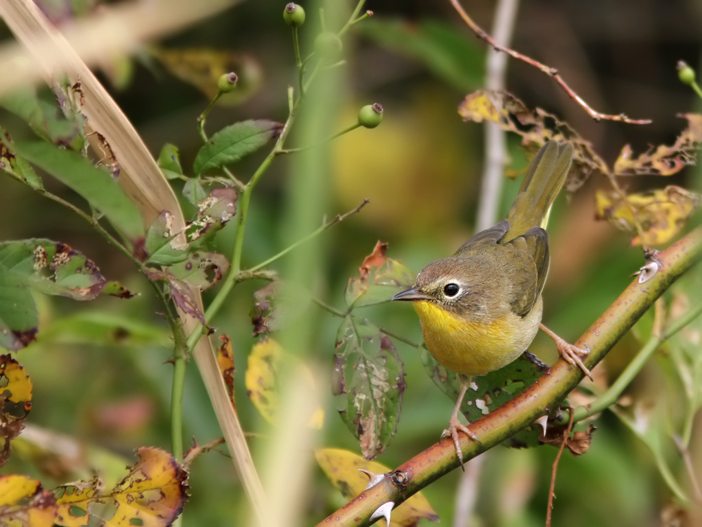 Common Yellowthroat - Geothlypsis trichas