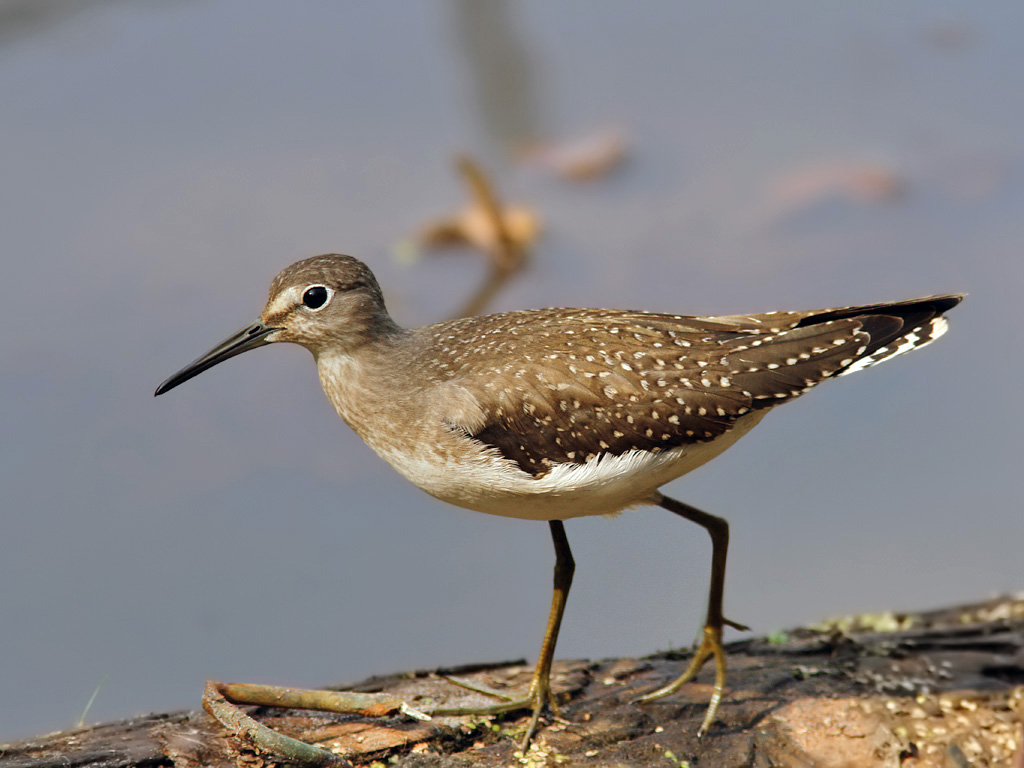 Solitary Sandpiper (Tringa solitaria)