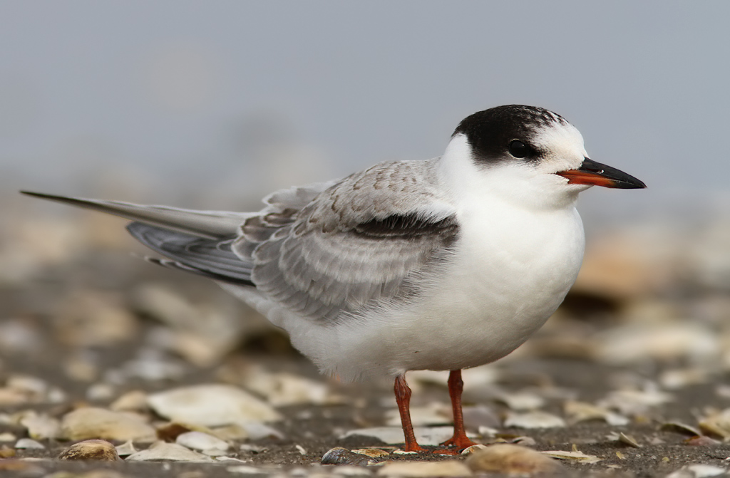 Common Tern (Sterna hirundo)