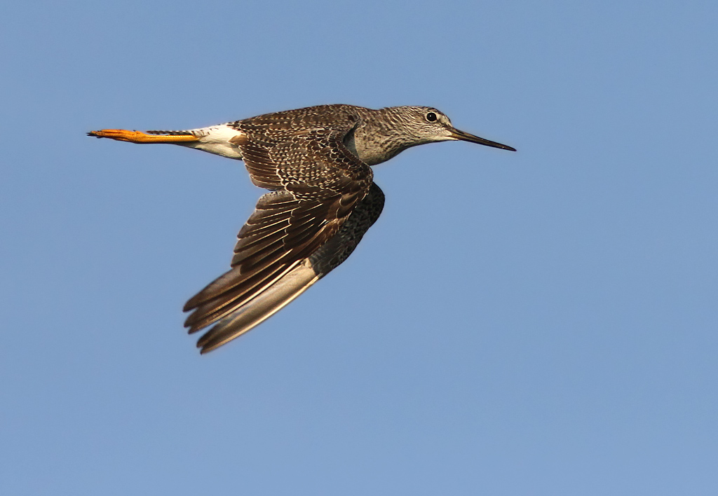 Greater Yellowlegs (Tringa melanoleuca)