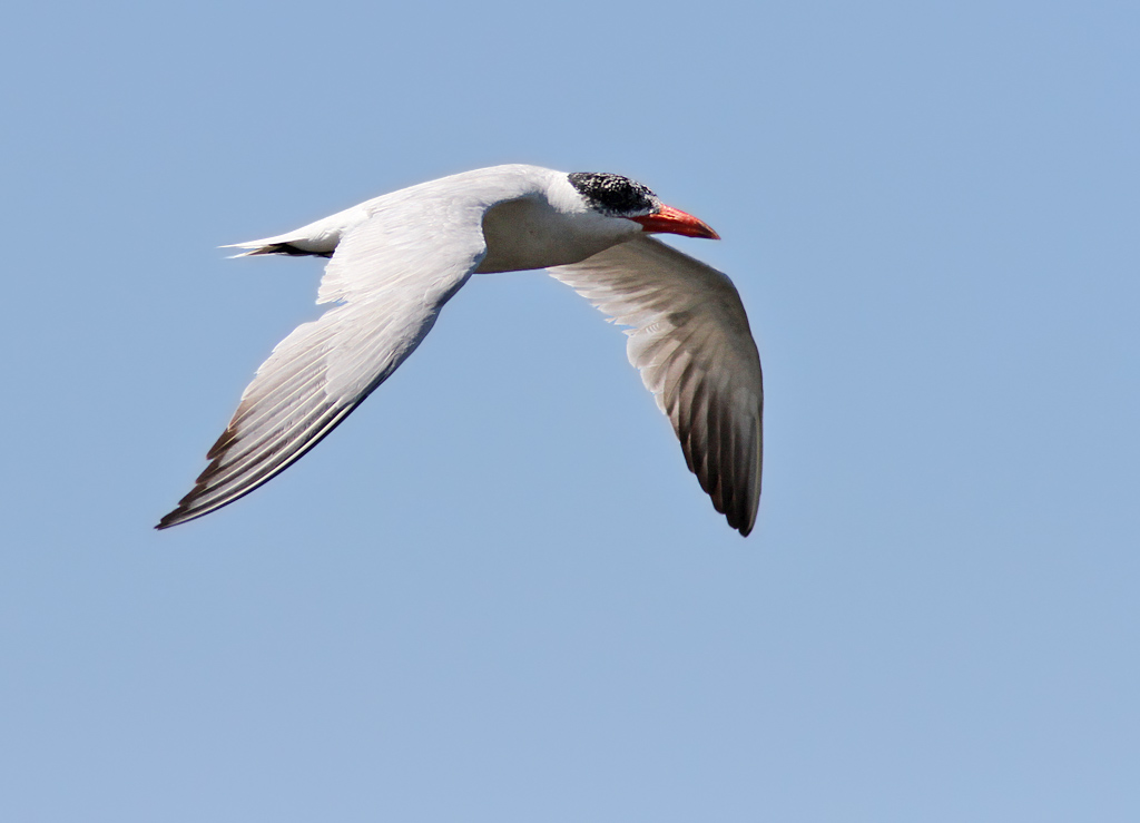 Caspian tern (Sterna caspia) 