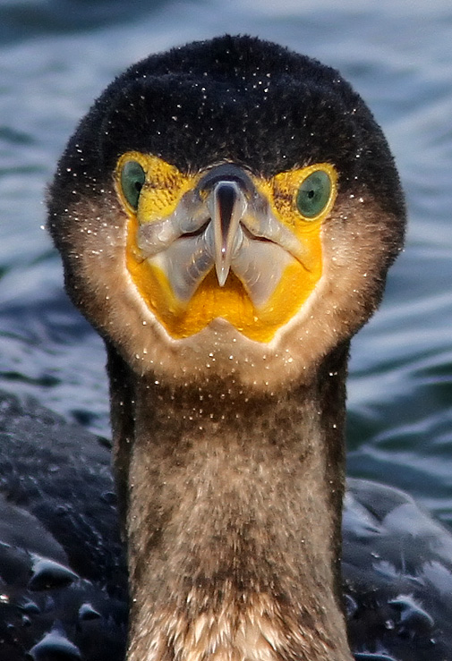 Storskarv - Great Cormorant (Phalacrocorax carbo)