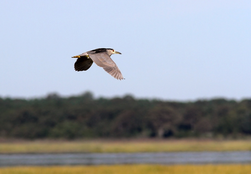 Black-crowned Night Heron (Nycticorax nycticorax) 