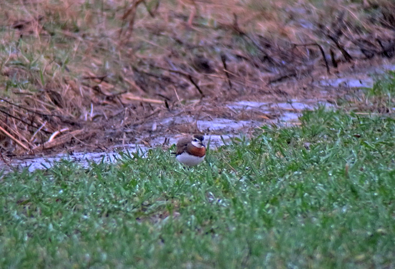 Kaspisk pipare - Caspian Plover (Charadrius asiaticus)