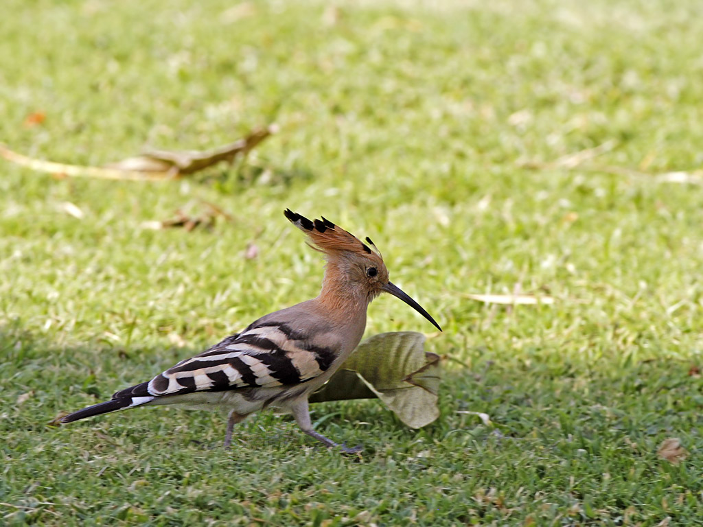 Eurasian hoopoe (Upupa epops)