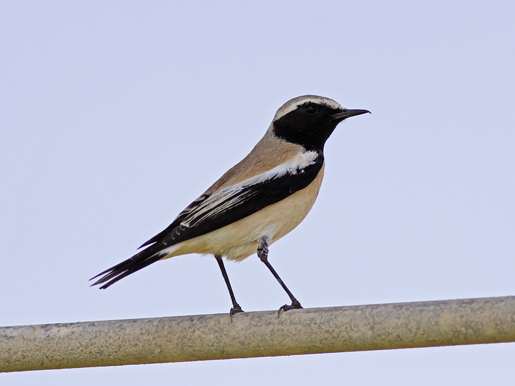 Desert Wheatear (Oenanthe deserti)