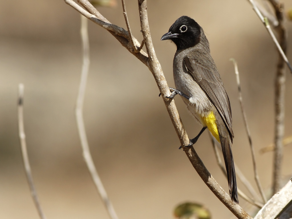 White spectacled Bulbul - Pycnonotus xanthopygos 