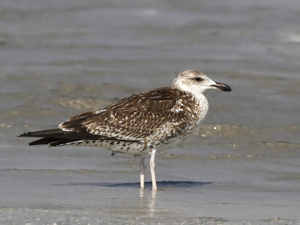 Heuglins Gull (Larus fuscus heuglini)