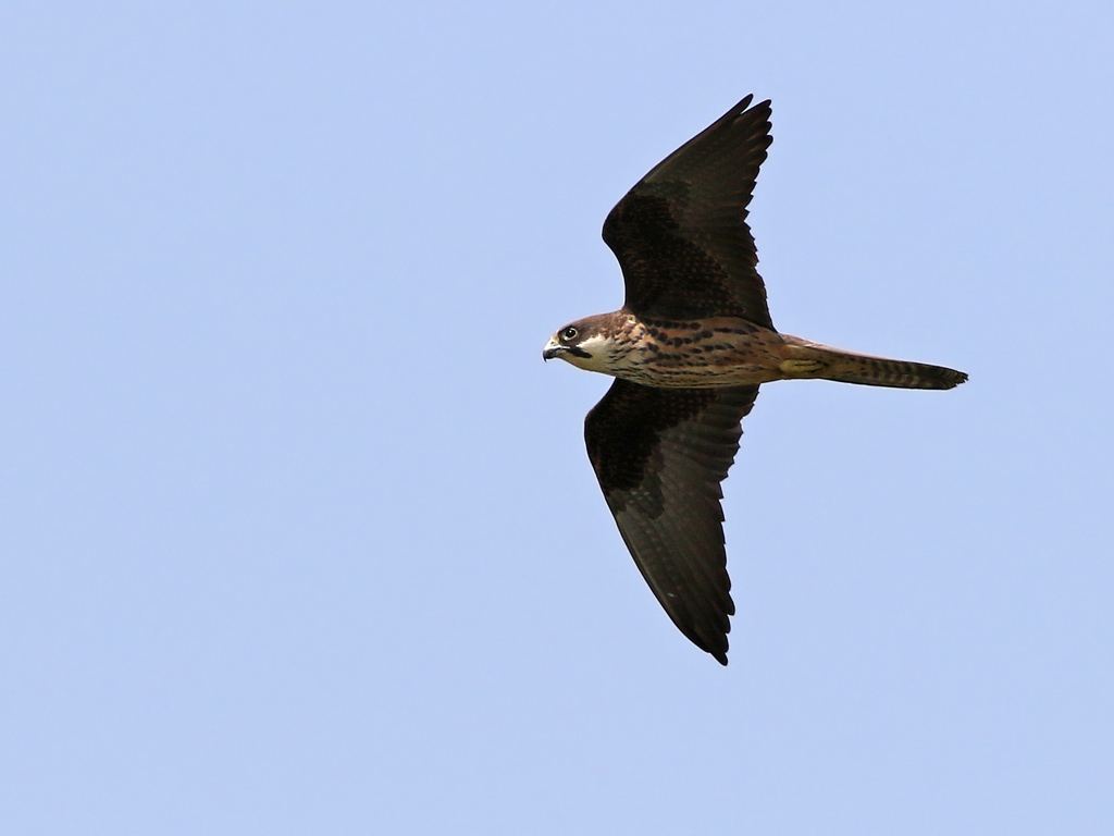 Eleonoras Falcon (Falco eleonorae) 