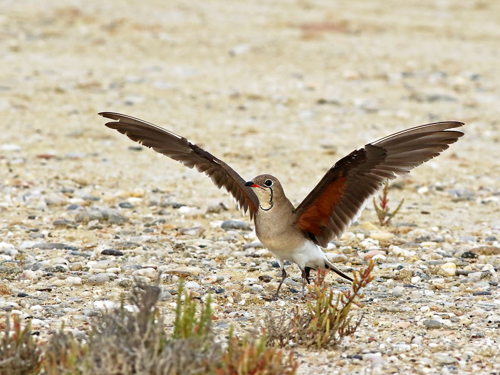 Collared Pratincole (Glareola pratincola) 