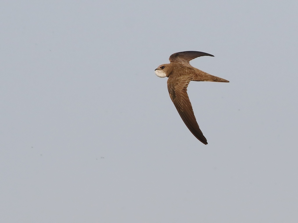 Pallid Swift (Apus pallidus)