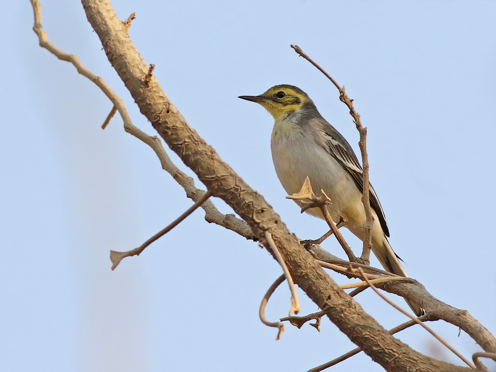 Citrine wagtail (Motacilla citreola)