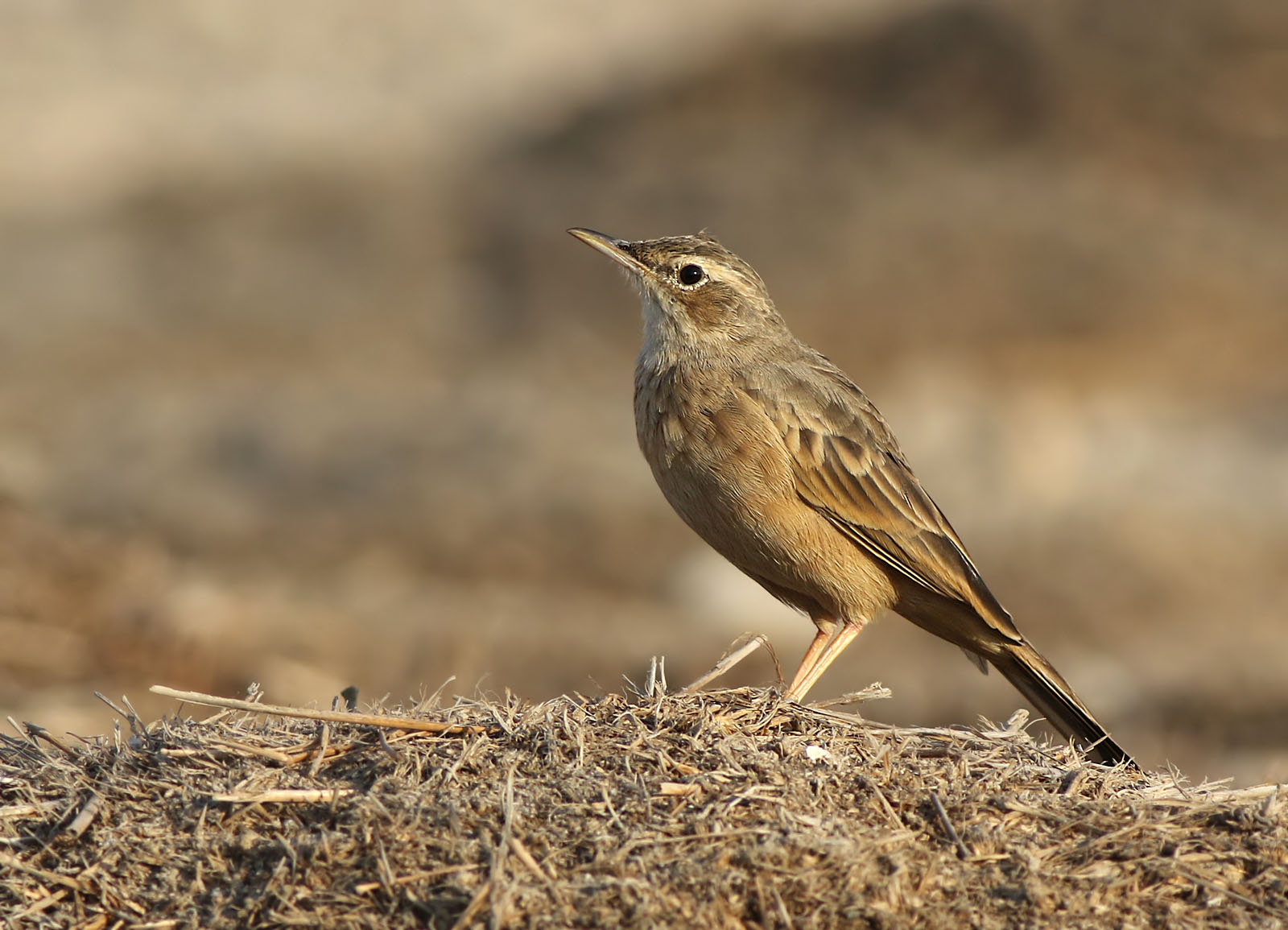 Long-billed Pipit (Anthus similis)