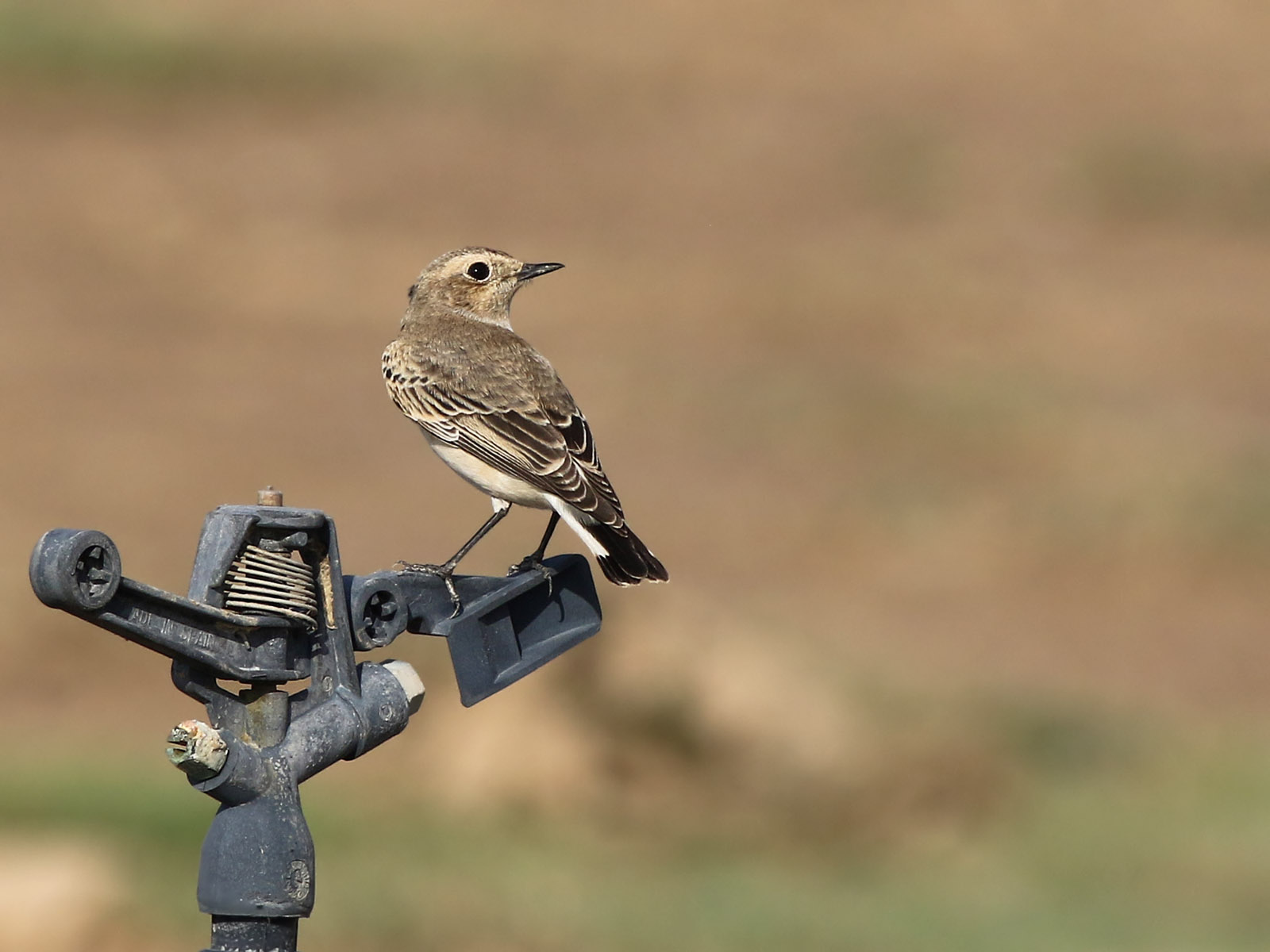 Pied Wheatear (Oenanthe pleschanka)