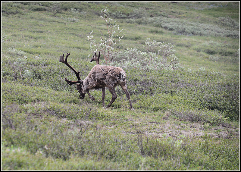 Caribou I