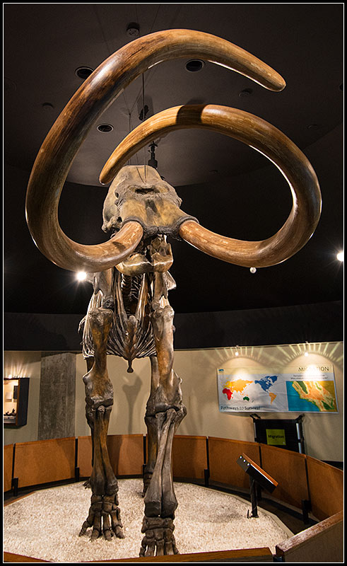 Columbian Mammoth