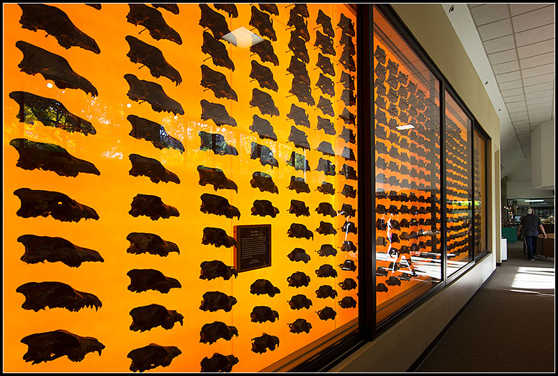 So Many Dire Wolves I
