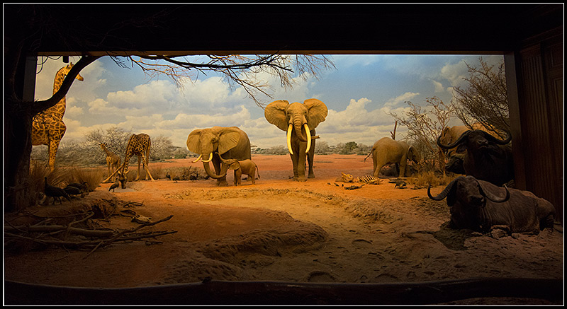 Africa