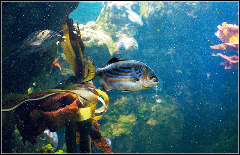 Blue Fish