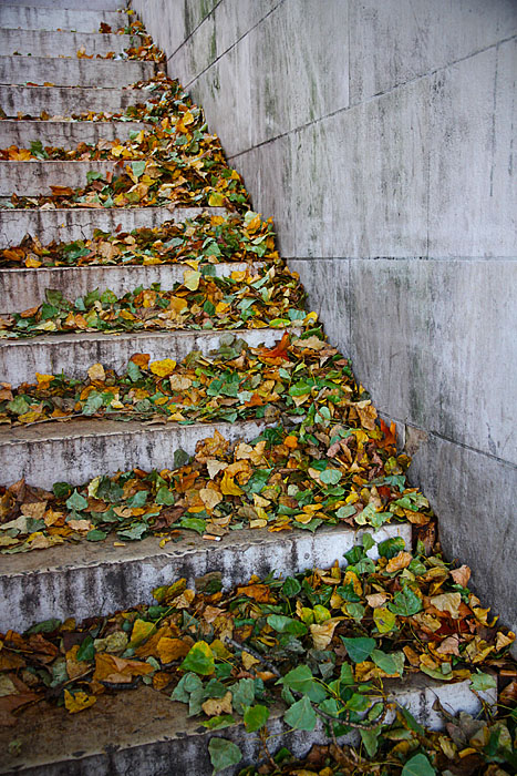 Chutes de feuilles
