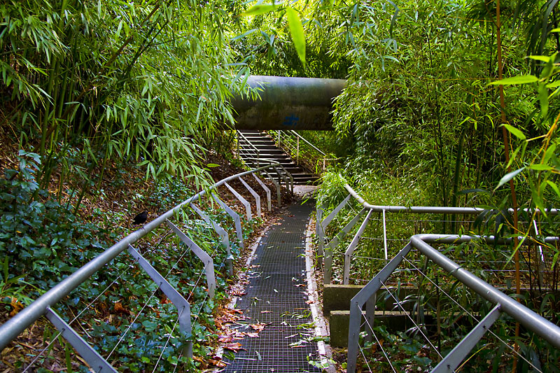 Urban Jungle With Blackbird