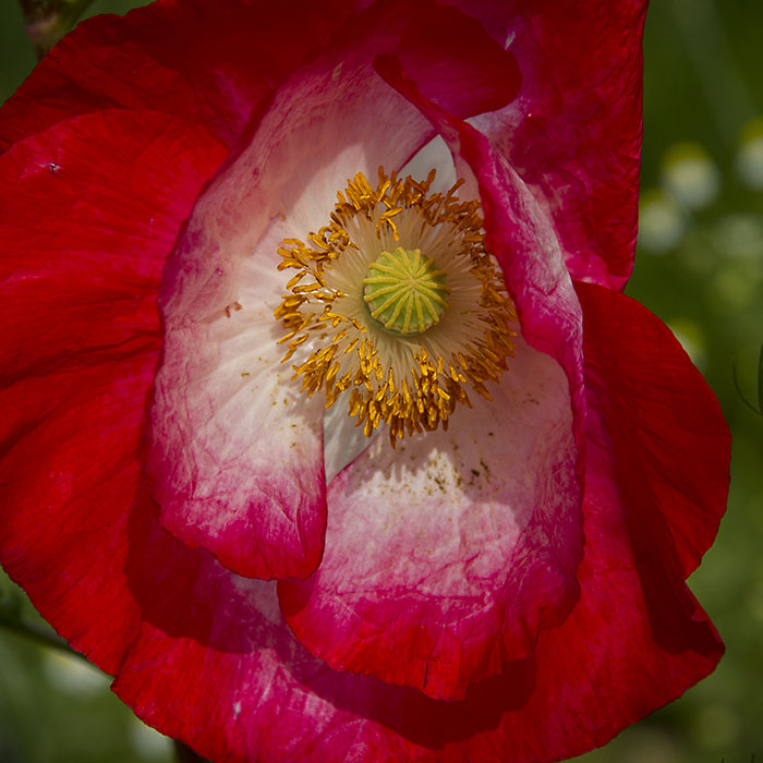 Coquelicot