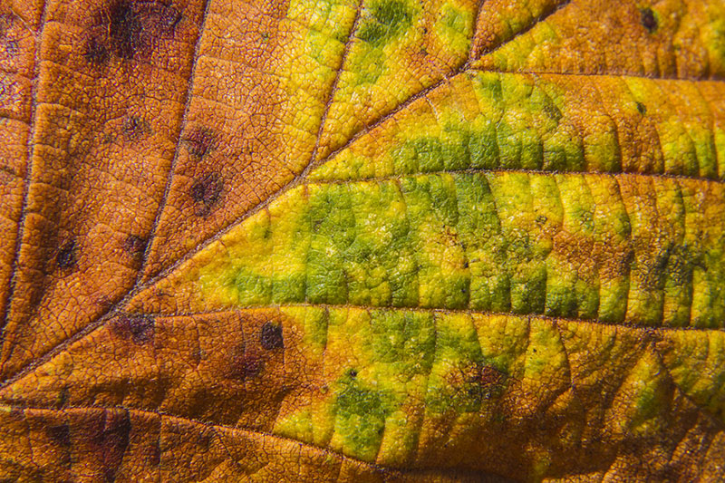 Couleurs dautomne ... dj