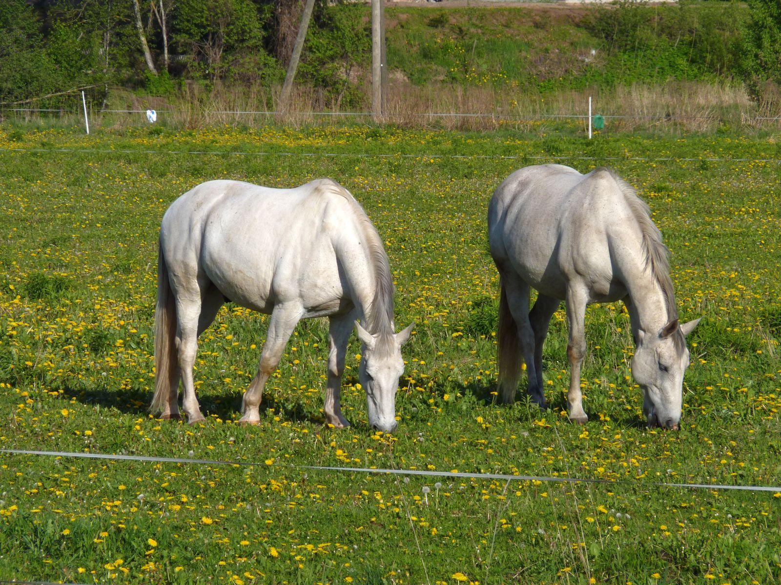 Horses