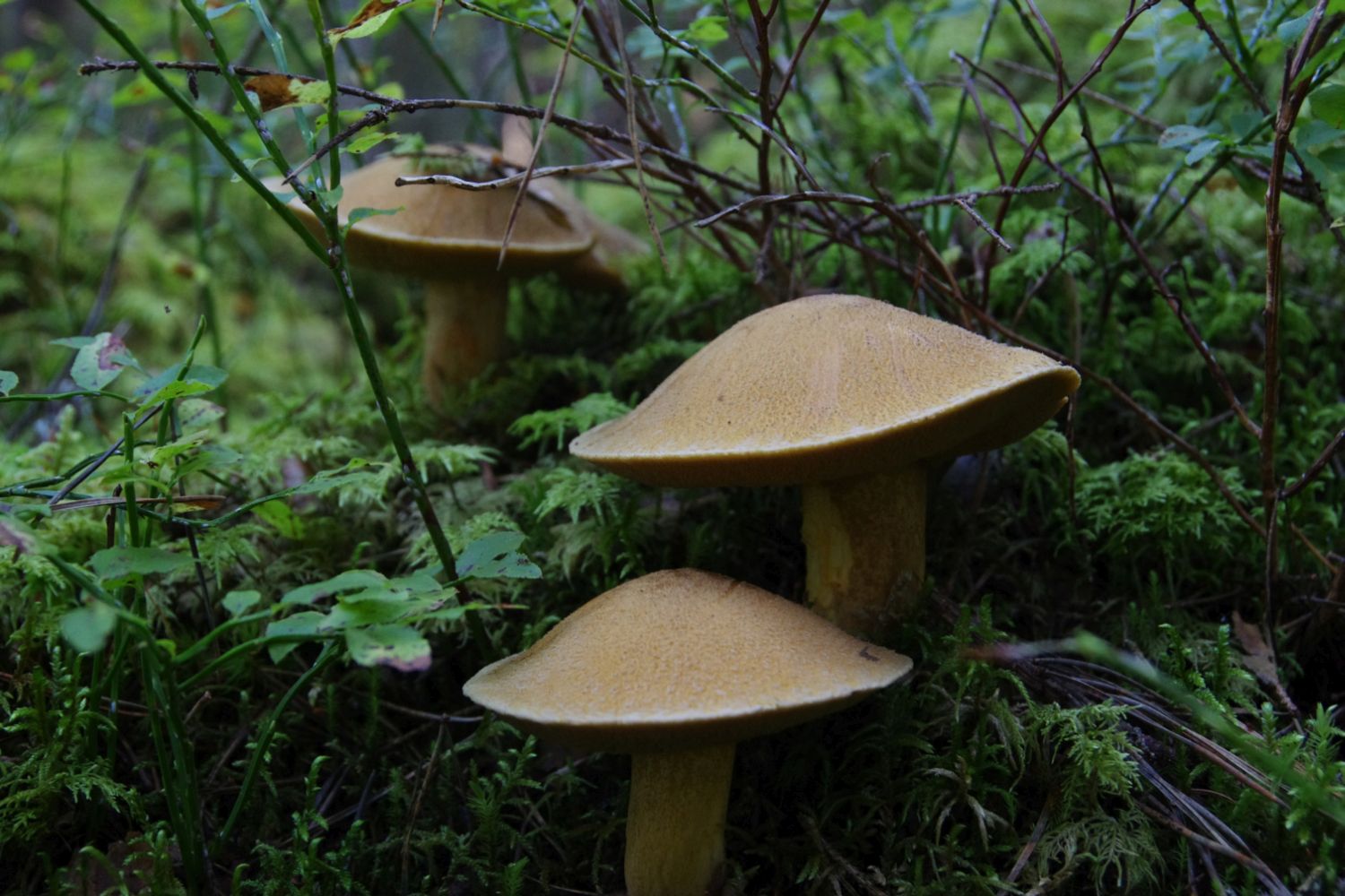 Forest near Olaine