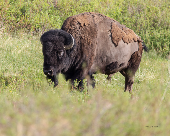 Male Buffalo, National Bison Range
