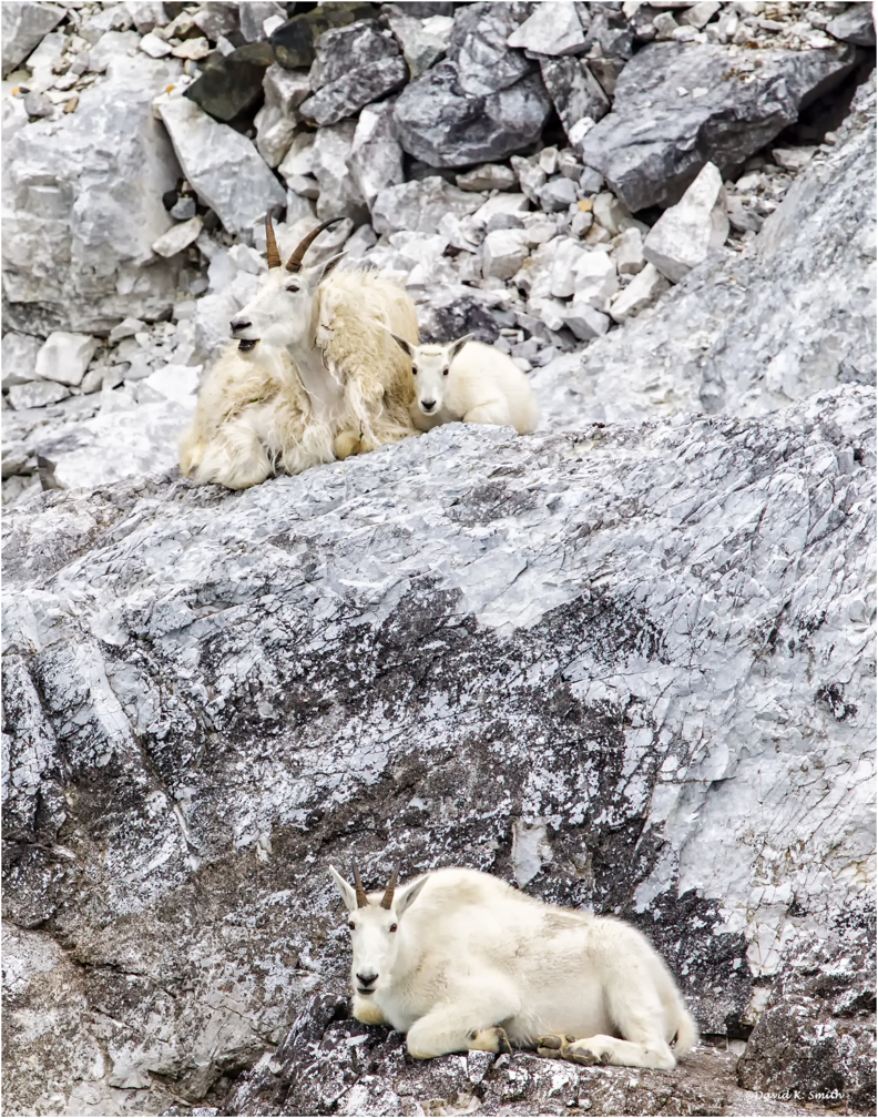 Goats on rocks Alaska