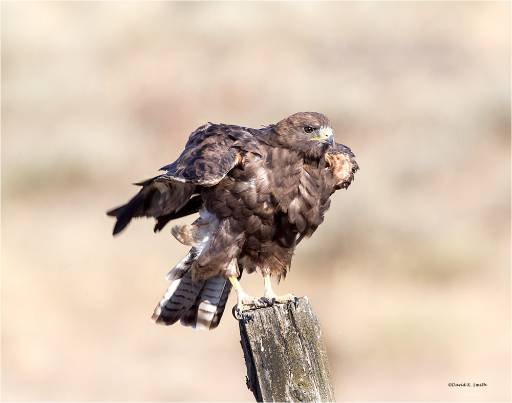 Swainsons Hawk Davenport, WA