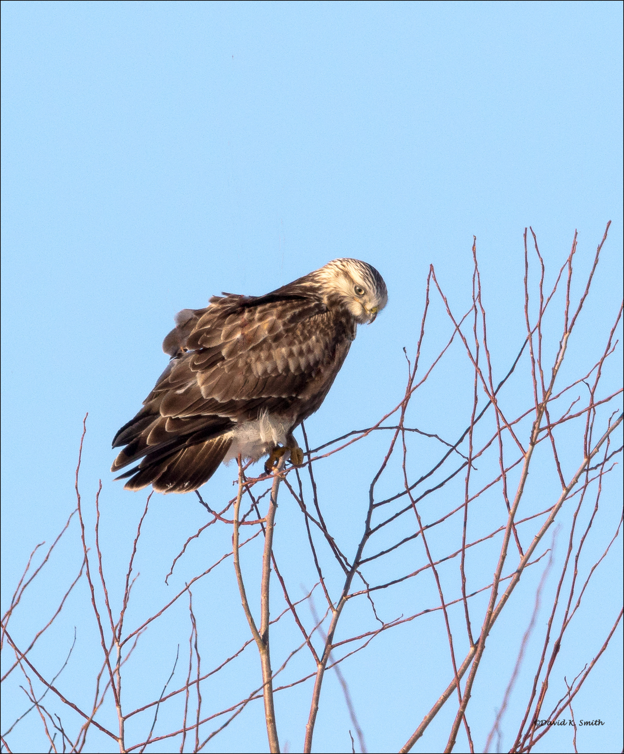 Rough Legged Hawk n Tree Lincoln County