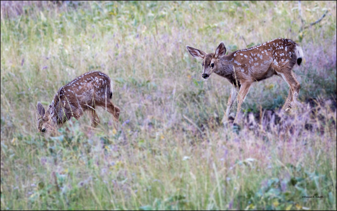 Twin Fawns, NW Bison Range, MT