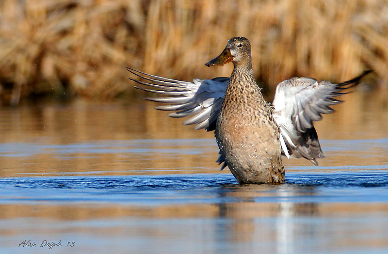 Canard souchet (femelle)