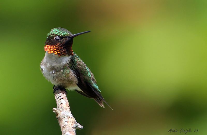 Colibri  gorge rubis