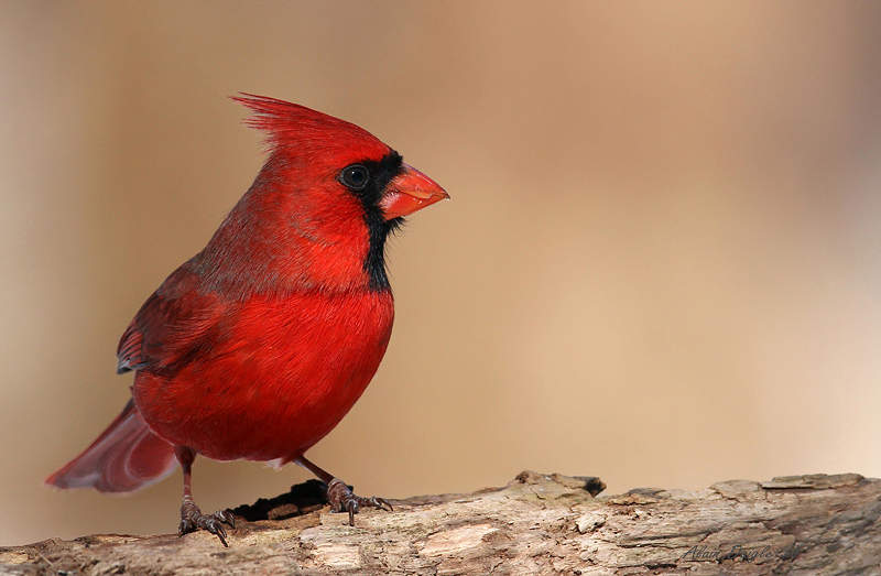 Cardinal rouge