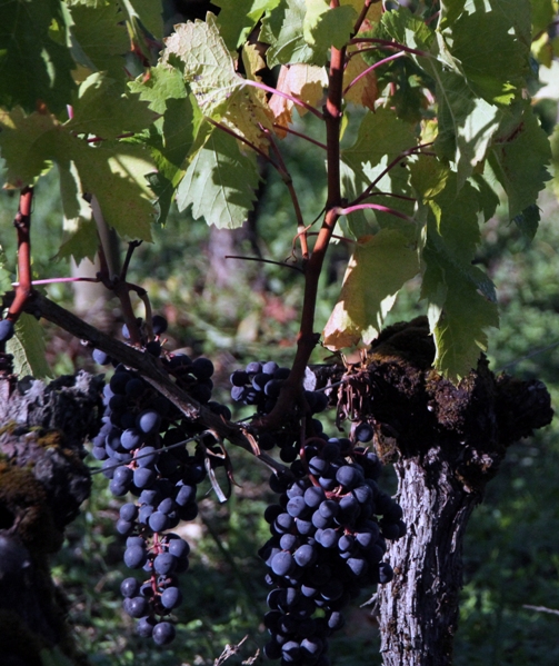 Grapes galore