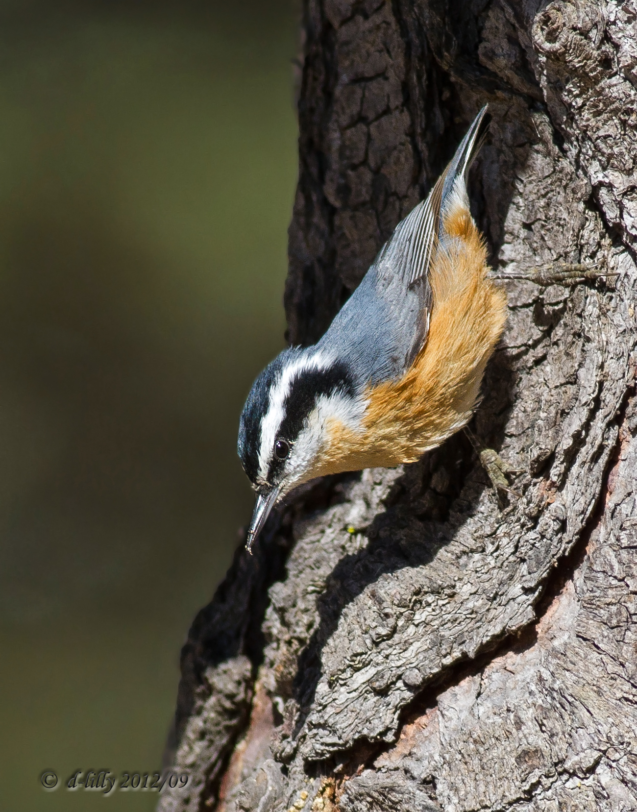 Red-breasted Nuthatch