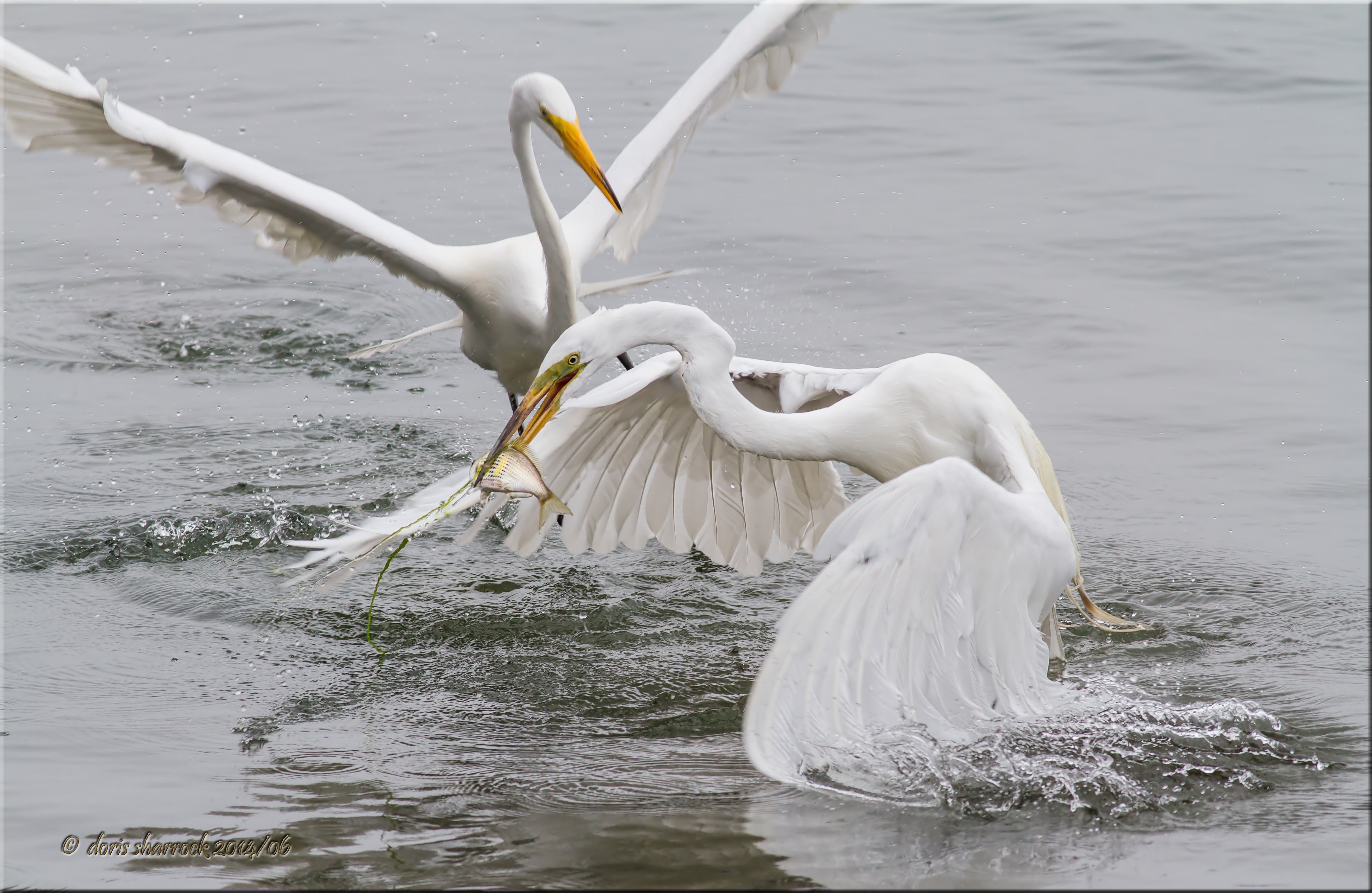great egrets, feeding frenzy