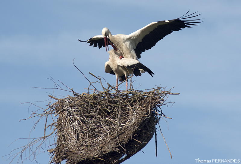 Cigogne-blanche-alsace-Accouplement