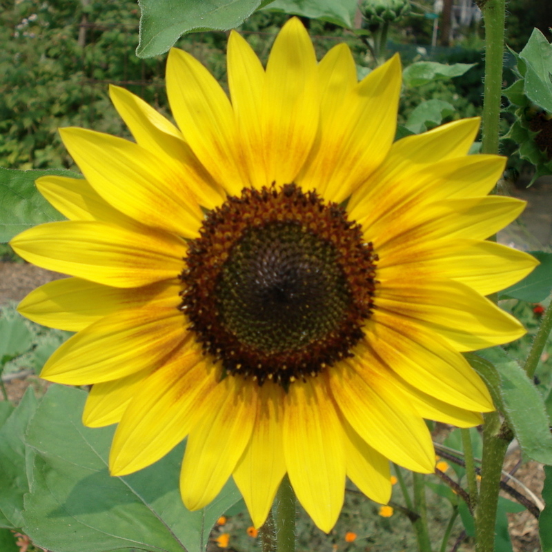 DSC01446_12x12.JPG