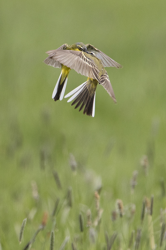Yellow Wagtail / Gele Kwikstaart