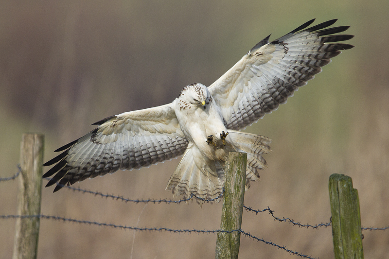 Common Buzzard / Buizerd