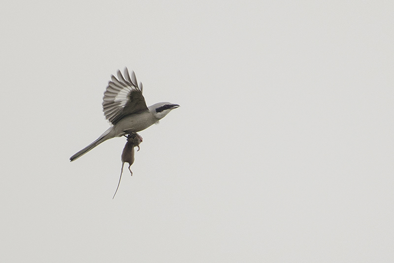 Great Grey Shrike / Klapekster