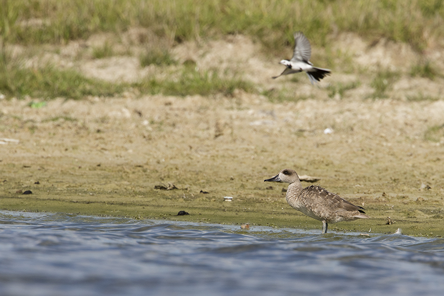 Marbled Duck / Marmereend