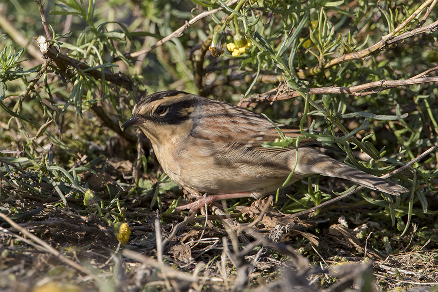 Siberian Accentor / Bergheggenmus