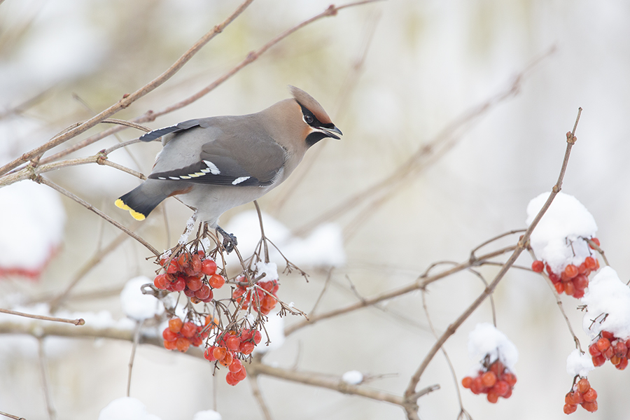 Bohemian Waxwing / Pestvogel