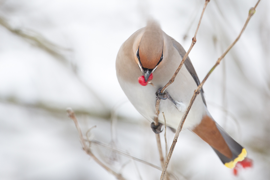 Bohemian Waxwing / Pestvogel